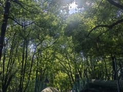 -上海共青森林公园