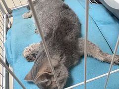 -瑞派康怡24h宠物医院·犬猫医疗中心·微创绝育(瑞景分院)