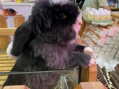 -宠物兔专门店(天丰利市场店)