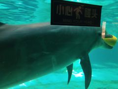 -秦皇岛乐岛海洋王国