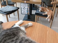 大堂-平行世界·猫咖(首经贸店)