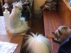 -李小姐の猫咖啡馆(五角场店)