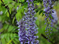 -上海吴淞炮台湾国家湿地公园