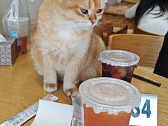 -藏猫猫咖啡主题馆(中央大道店)