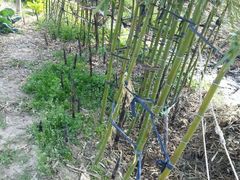 android_upload_pic-南汇桃花村