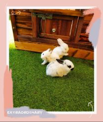 -萌宠亲子动物乐园(槐房万达店)