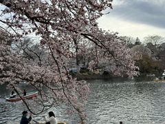 -井之头恩赐公园