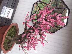 iphone_upload_pic-香雪海