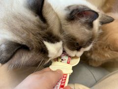 -唐小姐の私宠·宠物洗护美容·撸猫馆·购宠(周浦万达旗舰店)