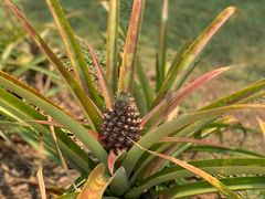 -中国科学院西双版纳热带植物园