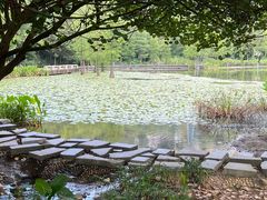 -顺峰山公园