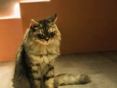 -猫儿山۰猫主题餐厅