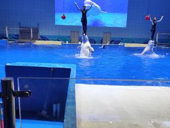 -石家庄极地海洋世界