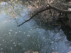 -香雪海