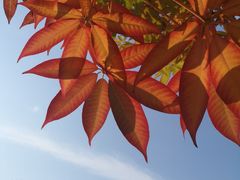 -汉长安城未央宫国家考古遗址公园