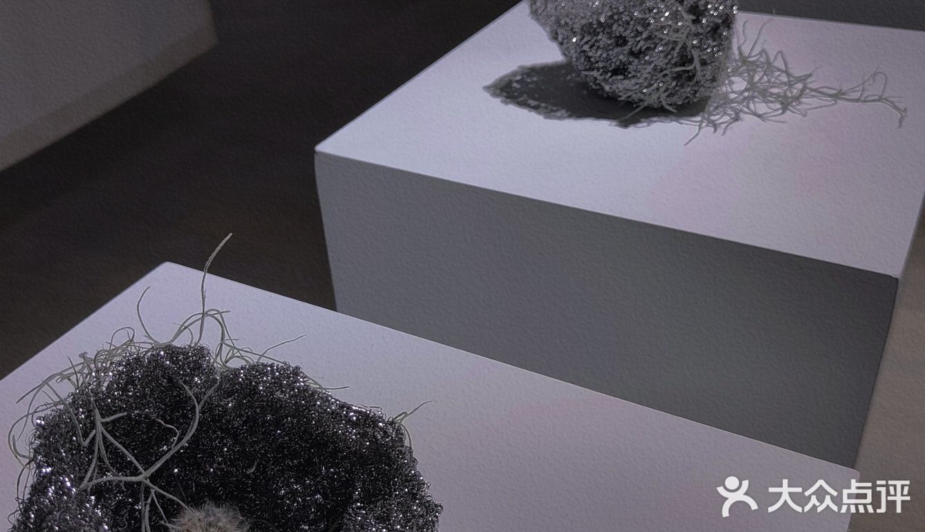 【深圳看展】高级感满满的cbd花展，周末安排，再不去就闭展了