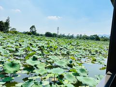 -江门古劳水乡旅游区