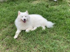 -趣多多宠物公园·宠物训犬学校·宠物寄养