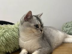 -有喵·猫咖·狗咖·30几只猫10只小狗(岗厦店)