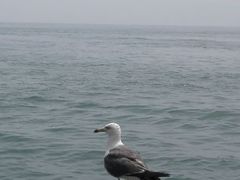 -海驴岛(荣成市)