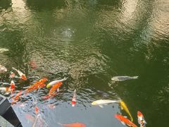 -上海浦东星河湾酒店