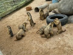 -泉州海丝野生动物世界