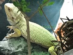 -广州长隆飞鸟乐园