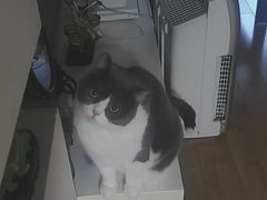 -欣宠猫屋·矮脚拿破仑·蓝金金渐层