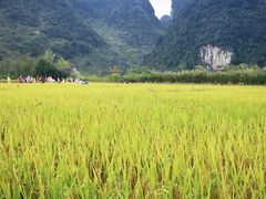 -靖西鹅泉风景区