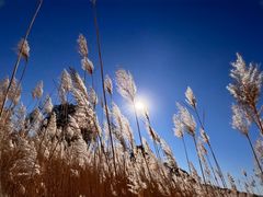 -野鸭湖国家湿地公园