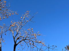 -香山公园
