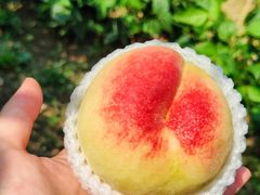 -老袁家蜜桃农场·阳山水蜜桃