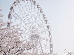 -顾村公园