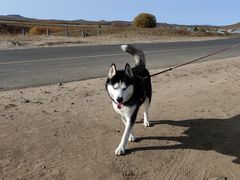 -乌兰布统景区-白桦林