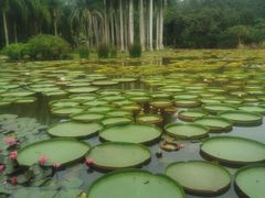 -中国科学院西双版纳热带植物园