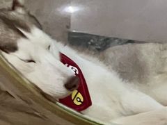-Husky Go! 哈士奇体验馆·宠物咖啡厅狗咖