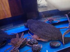 -千代武日本料理(爱建店)