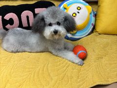 -暖阳宠物医院·犬猫康复中心·骨科