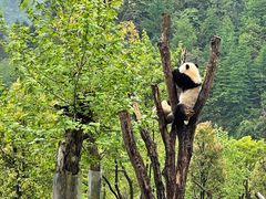 -卧龙中华大熊猫苑神树坪基地