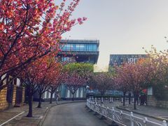 -嘉定紫藤园
