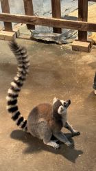 -Zoolung Zoolung动物主题公园(海信广场店)