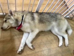 -Husky Go! 哈士奇体验馆·宠物咖啡厅狗咖