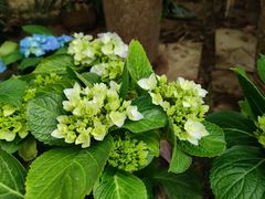 -石家庄市植物园
