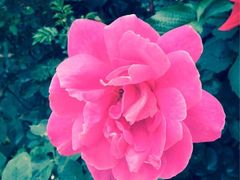 iphone_upload_pic-莫奈花园餐厅(麦迪逊花园店)