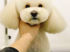 -BABYDOG宝贝狗宠物乐园(欧洲城店)