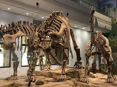 -自贡恐龙博物馆