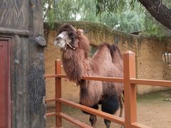 -石家庄市动物园