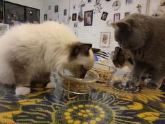 -平行世界·猫咖(首经贸店)