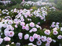 -洛阳市隋唐城遗址植物园