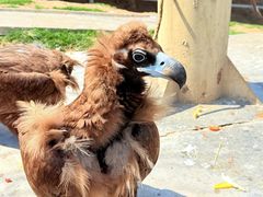 -西霞口神雕山野生动物世界